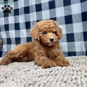 Nora, Miniature Poodle Puppy