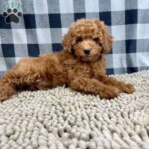 Nora, Miniature Poodle Puppy