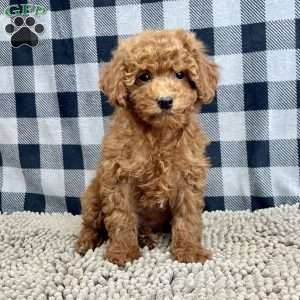 Nora, Miniature Poodle Puppy