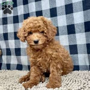 Nora, Miniature Poodle Puppy