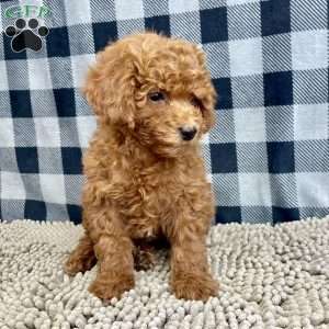 Nora, Miniature Poodle Puppy