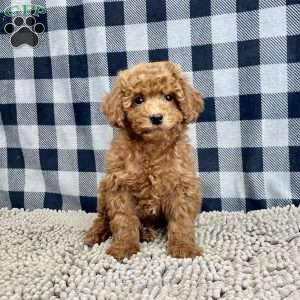 Nora, Miniature Poodle Puppy