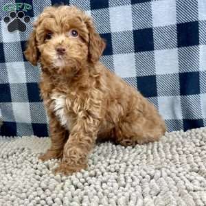 Nellie, Miniature Poodle Puppy