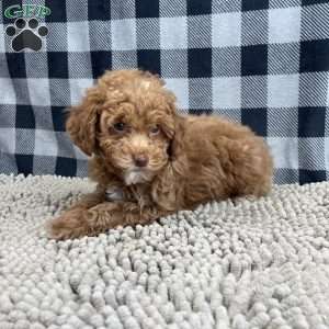 Nellie, Miniature Poodle Puppy