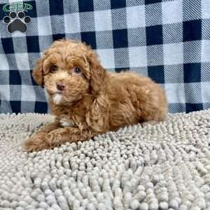 Nellie, Miniature Poodle Puppy