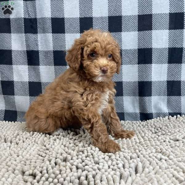 Nellie, Miniature Poodle Puppy