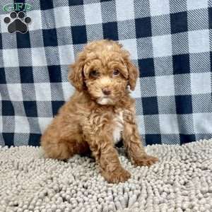 Nellie, Miniature Poodle Puppy