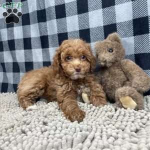 Nellie, Miniature Poodle Puppy