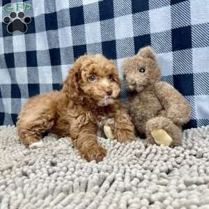 Nellie, Miniature Poodle Puppy
