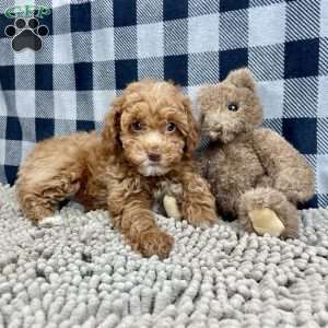 Nellie, Miniature Poodle Puppy