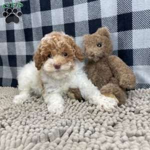 Nita, Miniature Poodle Puppy