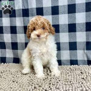 Nita, Miniature Poodle Puppy