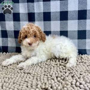 Nita, Miniature Poodle Puppy