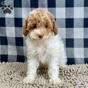 Nita, Miniature Poodle Puppy