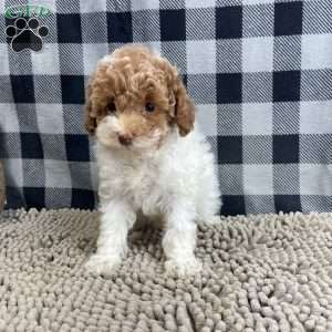 Nita, Miniature Poodle Puppy