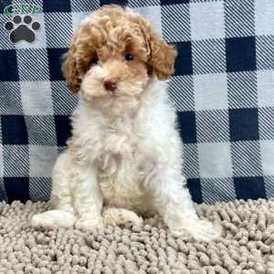 Nita, Miniature Poodle Puppy
