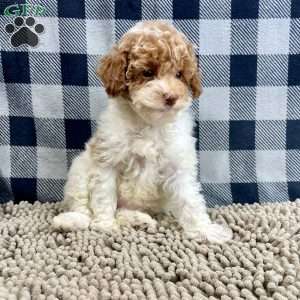 Nita, Miniature Poodle Puppy