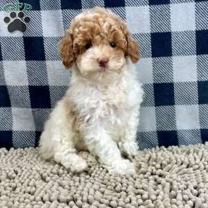 Nita, Miniature Poodle Puppy