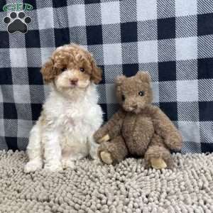 Nita, Miniature Poodle Puppy