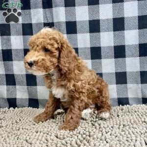 Piper, Miniature Poodle Puppy