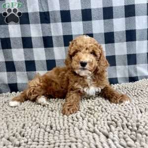 Piper, Miniature Poodle Puppy