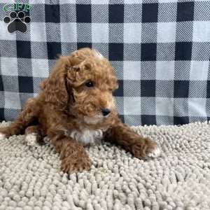 Piper, Miniature Poodle Puppy