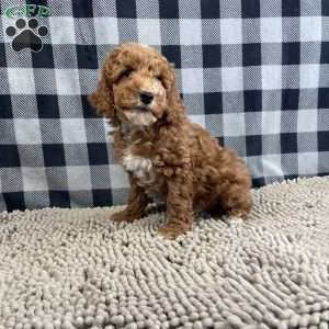 Piper, Miniature Poodle Puppy
