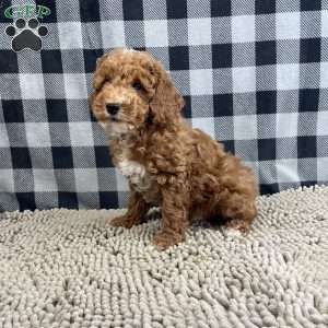 Piper, Miniature Poodle Puppy