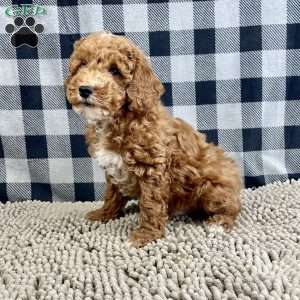 Piper, Miniature Poodle Puppy