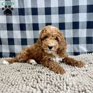 Piper, Miniature Poodle Puppy