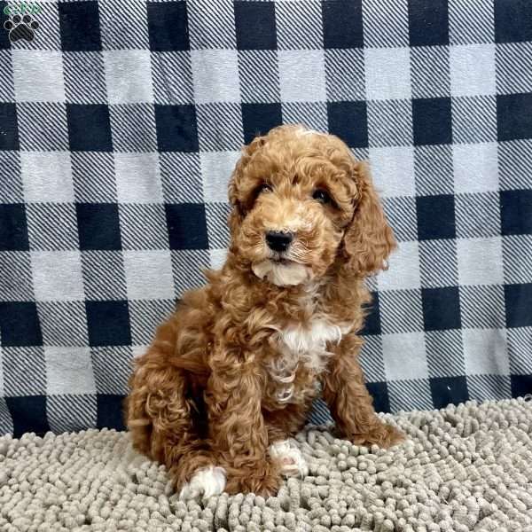 Piper, Miniature Poodle Puppy