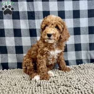 Piper, Miniature Poodle Puppy