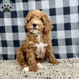 Piper, Miniature Poodle Puppy