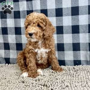 Piper, Miniature Poodle Puppy