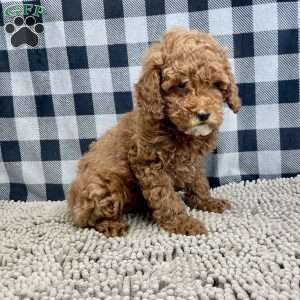 Paul, Miniature Poodle Puppy