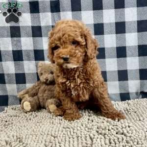 Paul, Miniature Poodle Puppy