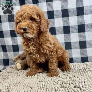 Paul, Miniature Poodle Puppy