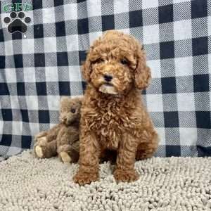 Paul, Miniature Poodle Puppy
