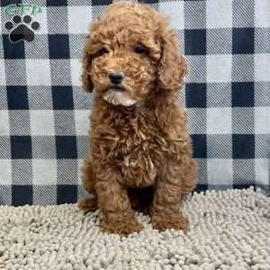 Paul, Miniature Poodle Puppy