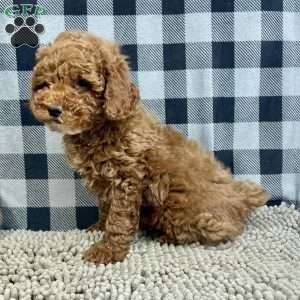 Paul, Miniature Poodle Puppy