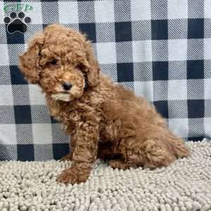 Paul, Miniature Poodle Puppy