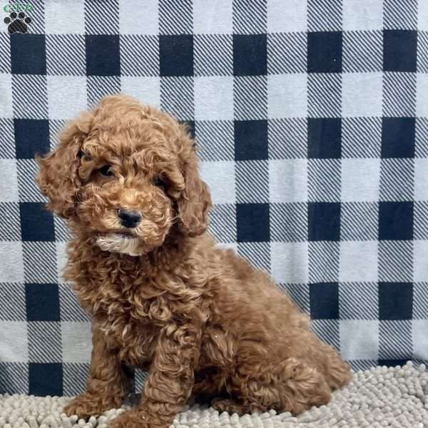 Paul, Miniature Poodle Puppy