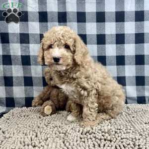 Patrick, Miniature Poodle Puppy