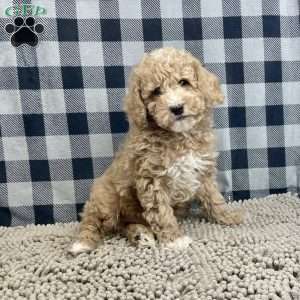 Patrick, Miniature Poodle Puppy