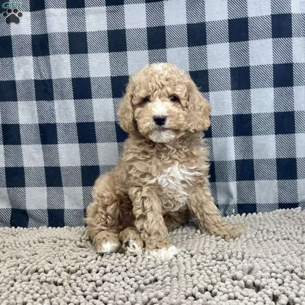 Patrick, Miniature Poodle Puppy