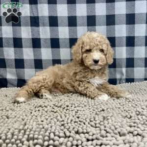 Patrick, Miniature Poodle Puppy