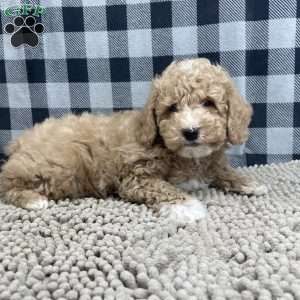 Patrick, Miniature Poodle Puppy