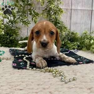 Heidi, Dachshund Puppy