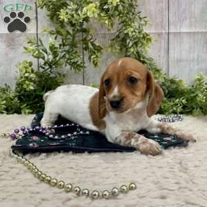 Heidi, Dachshund Puppy