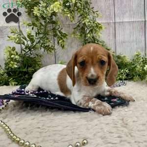 Heidi, Dachshund Puppy